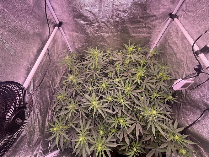 Growreport Bild 6