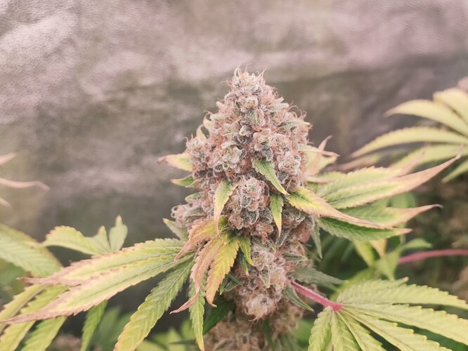 Growreport Bild 78