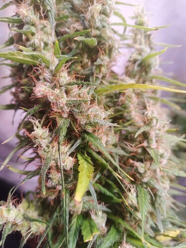 Growreport Bild 27