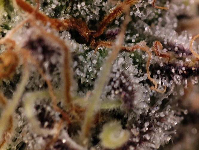 Growreport Bild 80