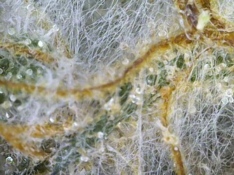 Photo_2025-04-01 18_22_46_047