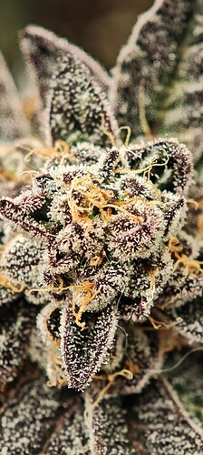 Growreport Bild 13