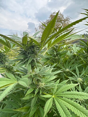 Growreport Bild 2