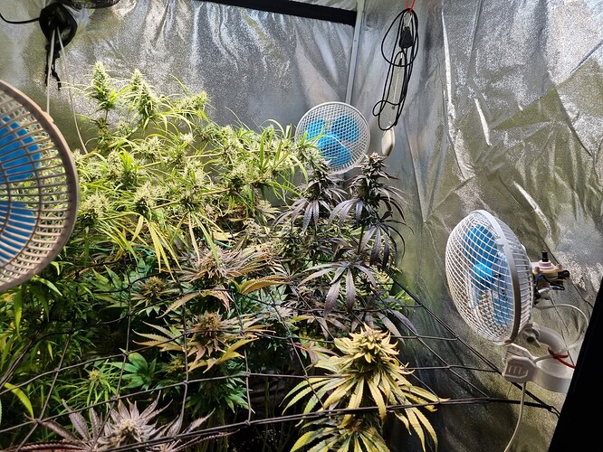 Mehrere Cannabis-Pflanzen in der Blütephase in einem Growzelt, beleuchtet von mehreren Ventilatoren und reflektierenden Wänden.
