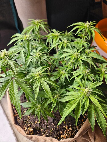 Growreport Bild 67