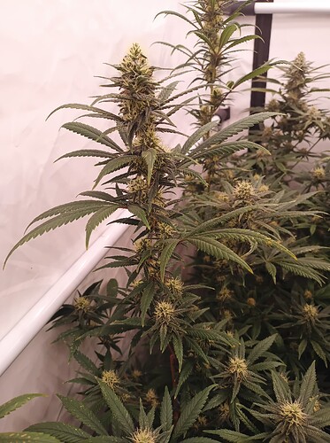 Growreport Bild 25