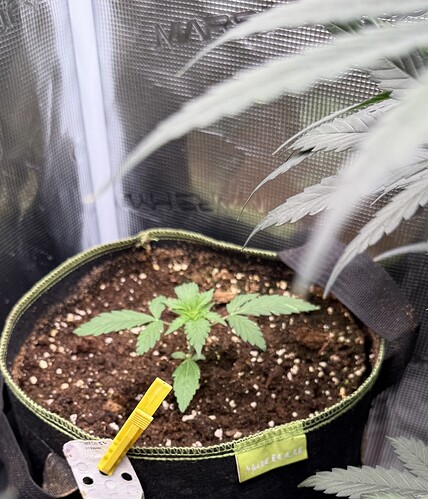 Growreport Bild 1