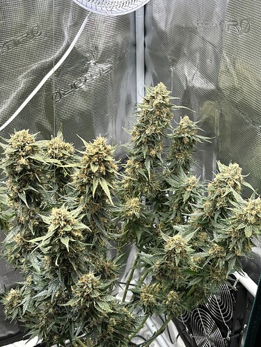 Growreport Bild 27