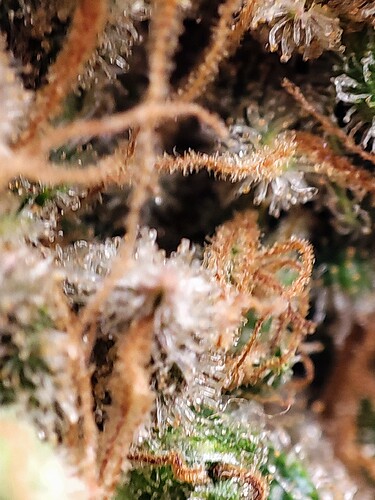 Growreport Bild 102