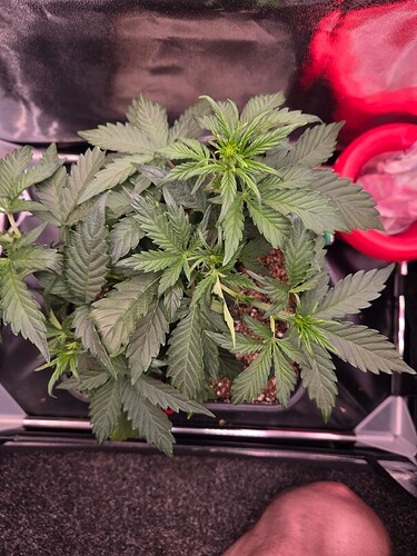 Growreport Bild 2