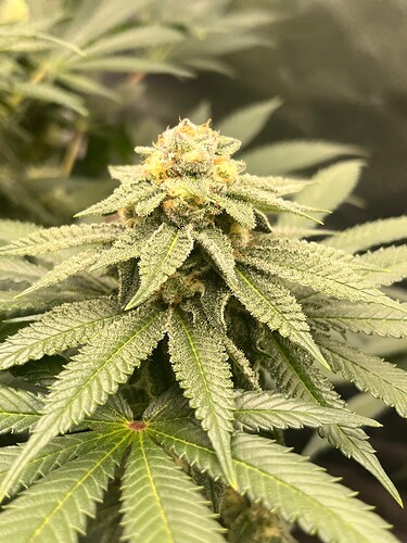 Mimosa 20624 Bud 2