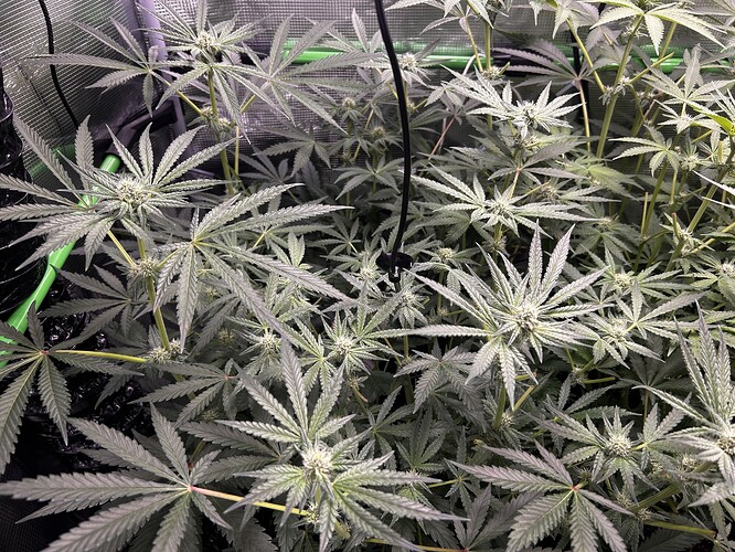 Growreport Bild 64