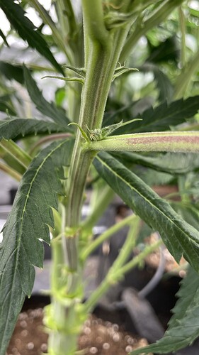 Nahaufnahme eines Cannabis-Stängels mit Blattansatz und beginnender Blütenbildung an einem Knotenpunkt.