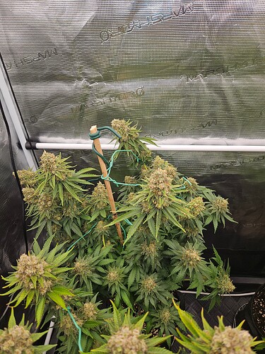 Growreport Bild 27