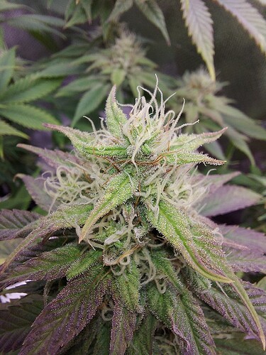 Growreport Bild 3