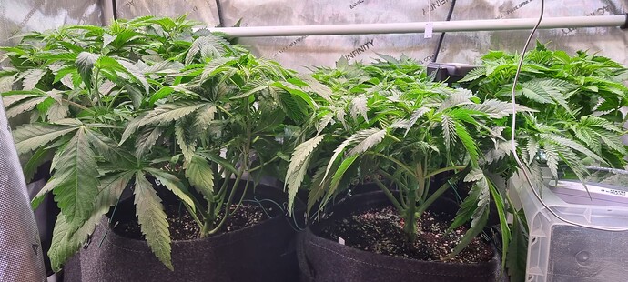 Growreport Bild 13