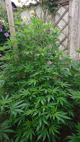 Growreport Bild 9