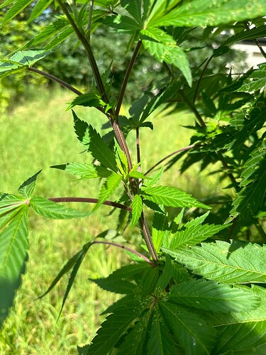 Growreport Bild 4