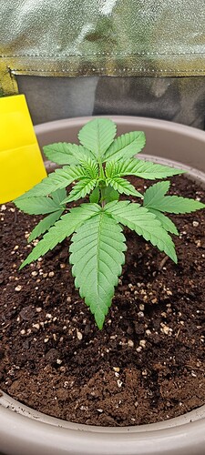 Growreport Bild 4