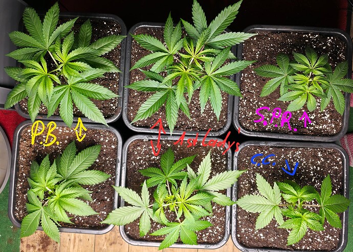 Growreport Bild 2