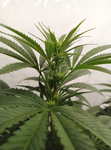 Growreport Bild 11