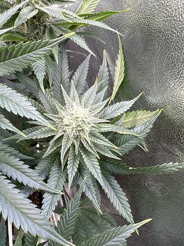 Growreport Bild 4