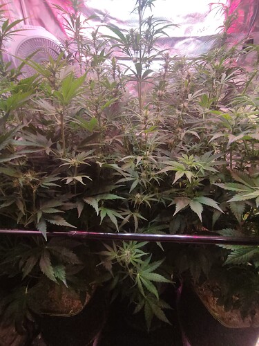 Growreport Bild 17