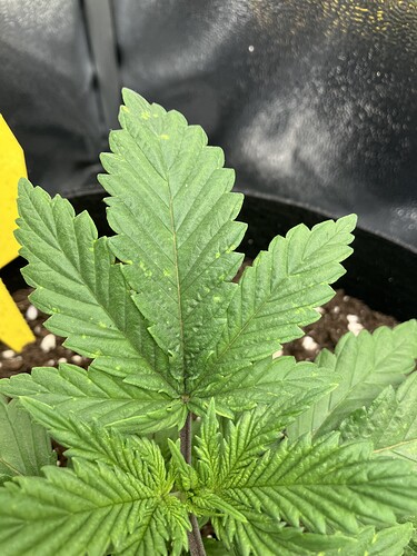 Growreport Bild 3