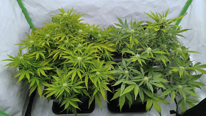 Zwei Cannabis-Pflanzen in einem Growzelt, links eine Bruce Banner und rechts eine Mandarine XL, beide in der frühen Blütephase.