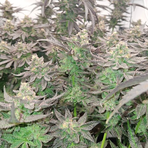 480963126_122170052492293599_7057903592307640170_n