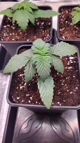 Growreport Bild 31