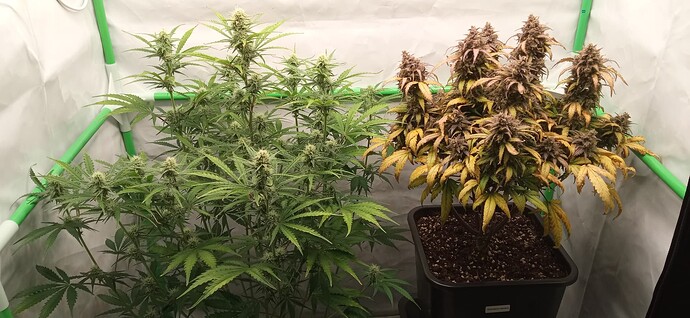 Growreport Bild 5