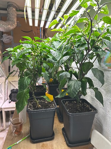 Growreport Bild 45
