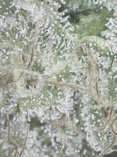 Growreport Bild 17