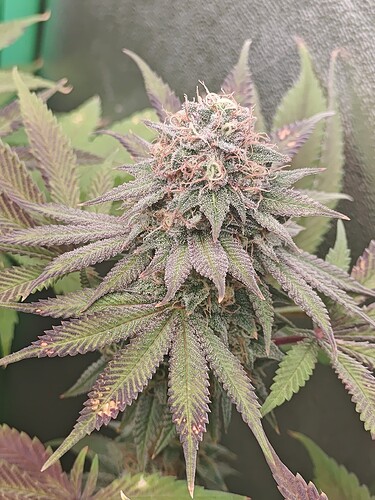 Growreport Bild 4