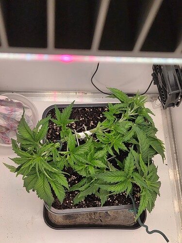 Growreport Bild 5