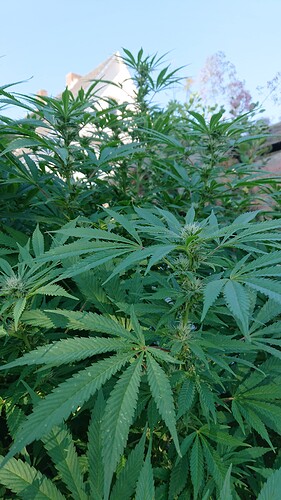 Growreport Bild 16