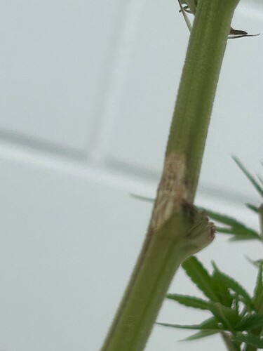 Growreport Bild 54