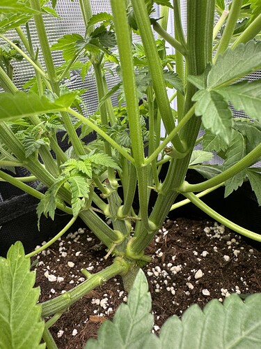Growreport Bild 7