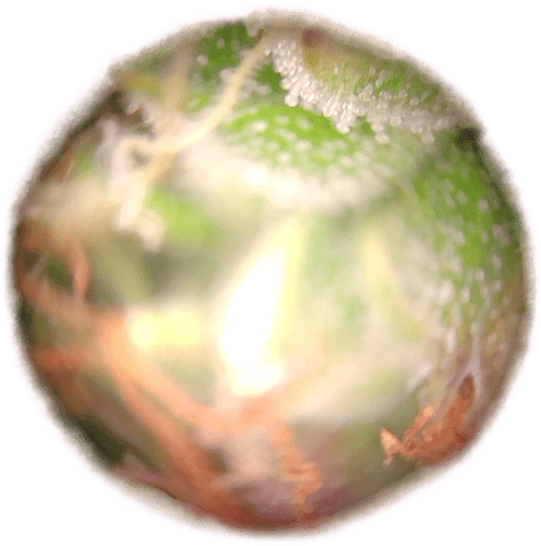 Growreport Bild 10