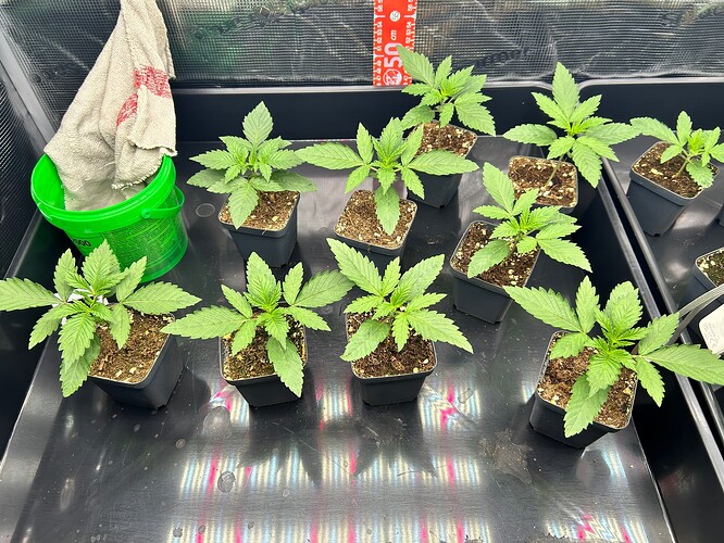 Growreport Bild 4