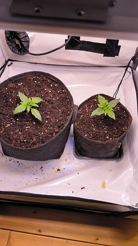 Growreport Bild 9