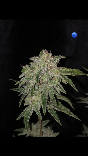 Growreport Bild 7