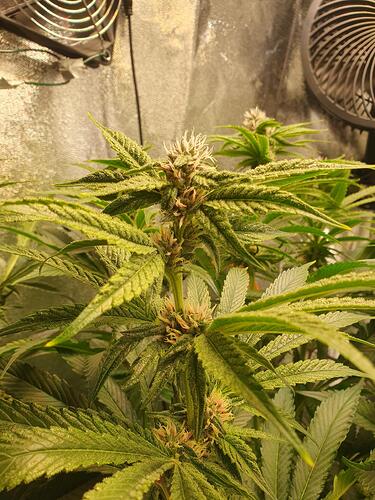 Growreport Bild 4