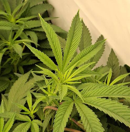 Growreport Bild 6