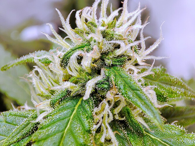 Growreport Bild 20