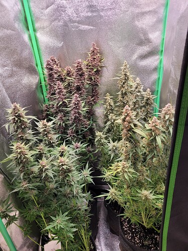 Growreport Bild 5