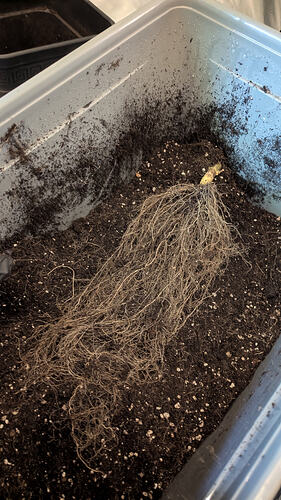 Growreport Bild 4