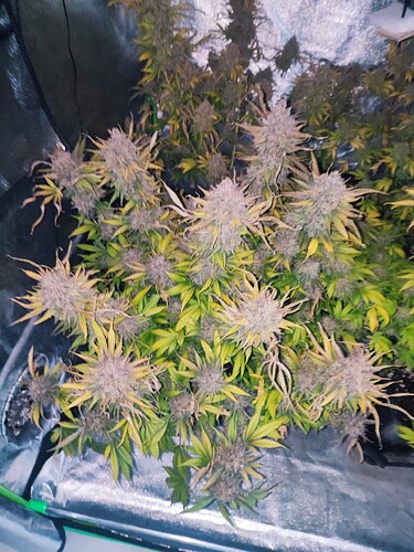 Growreport Bild 61