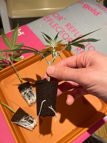 Growreport Bild 15